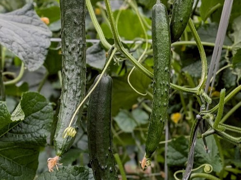 朝採り‼お徳用曲がりきゅうり (約5㎏)