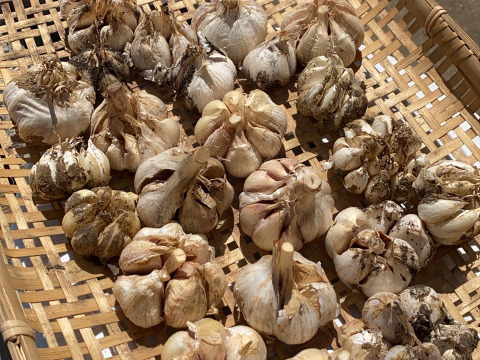 【テレビで紹介されました！】訳ありニンニクミックス【栽培中農薬不使用】