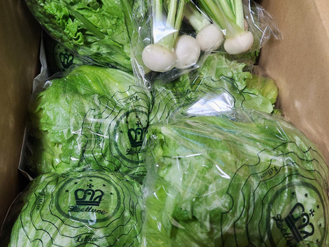 淡路島レタス、６玉