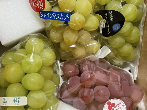 小ぶりなシャイン一族【希少な4種】詰め合わせ