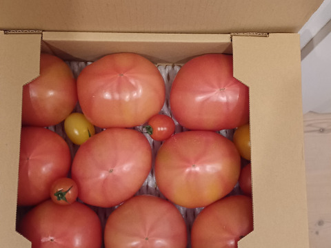 【 100％純トマト🍅】【雪ちゃんトマト】桃太郎トマト（2キロ箱満杯詰め）