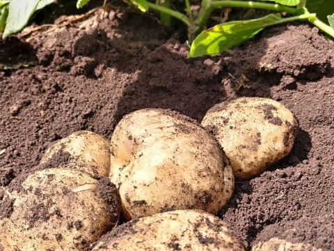 【農薬化学肥料不使用】朝採り！信州伊那谷★旬の野菜セット Ｓサイズ