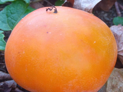 御所柿（甘柿）　自然栽培　肥料農薬不使用