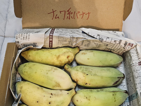 予約販売1ヶ月待ち〔自然栽培〕ワクワバナナ