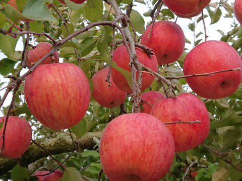 今年の出来は大粒　桃農家のりんご （サンふじ）２ｋｇ（６個位）サクッとジューシー　最高の出来栄えです　入り数はイメージ写真