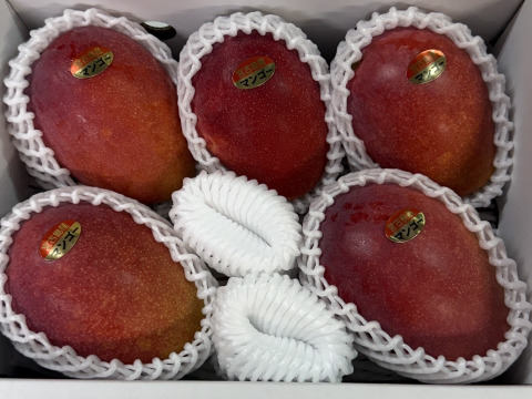農家直送】宮古島産 完熟アップルマンゴー 贈答用約2kg（4〜6玉