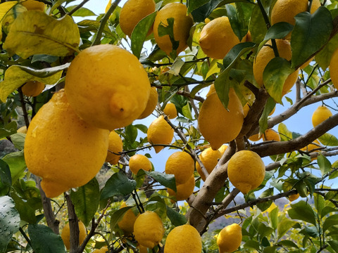 【完熟】【栽培期間中農薬不使用】大崎上島レモン5kg