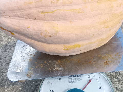 かぼちゃ　自然栽培