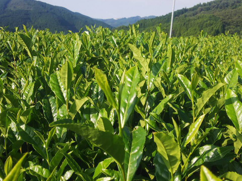 リピーター様からお声頂き、暑い夏でも熱いお茶飲むよー！八女茶たっぷり大容量白折300g5本セット