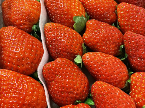 プチ豪華ないちごの食べ比べセット
スカイベリー・とちおとめ・とちあいか・恋みのり