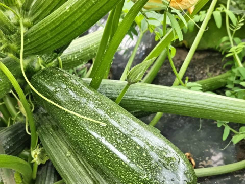 【農薬化学肥料不使用】朝採り！信州伊那谷★旬の野菜セット Mサイズ (金曜発送)
