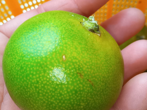 みかん　肥料農薬不使用