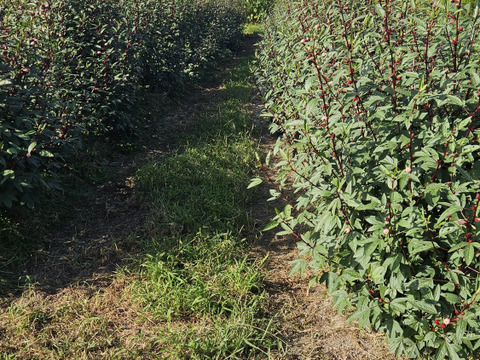 三輪山の麓で育ちました！ローゼル 1kg