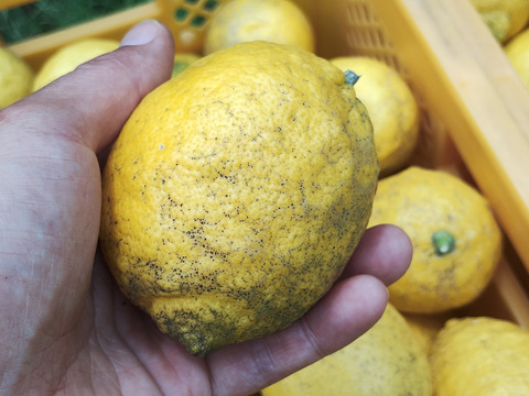 果汁4kg【果汁用】【訳あり】【完熟】【栽培期間中農薬不使用】大崎上島レモン4㎏