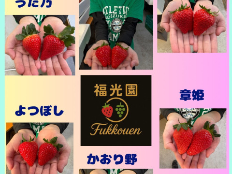 三重県オリジナル品種【うた乃】と章姫、紅ほっぺ、よつぼし、かおり野5品種の食べ比べスペシャルセット1箱1.0kg~1.3kg