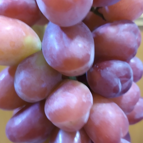 インスタ映えのぶどう【新品種】 マイハート 1房：山梨県産のマイ