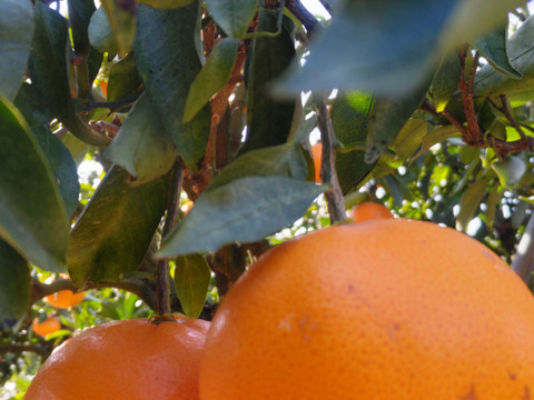 「柑橘食べ比べ」せとか&不知火約5キロ