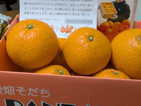 【噛むたび果汁がジュワッと溢れる】「清見オレンジ」2キロ　ご家庭用