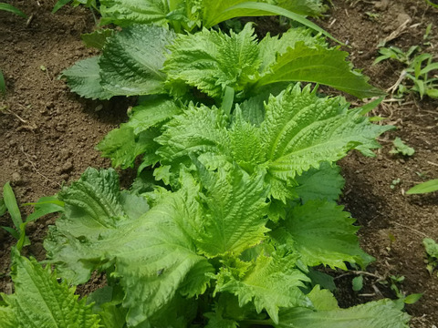 ウサちゃんの野菜🐰🐰🩷🩷🩷ばぁばのモノスゴイ野菜🐰🐰🌱🌱🌱人参の葉など盛りだくさん🥕🍌✨✨✨