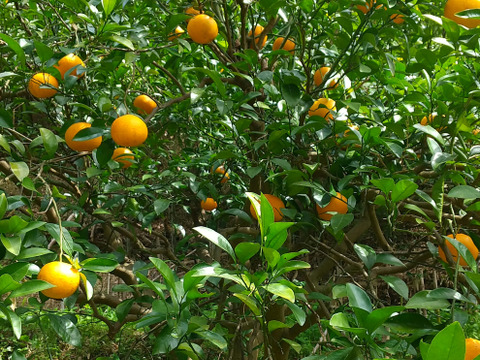 食べごろ！農薬不使用甘夏 5キロ