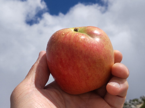 【夏ギフト】【夏あかり３ｋｇ】甘くて硬い味の濃い、日保ちする夏りんご。皮ごと食べられ、キャンプや夏山登山のおやつに最適！