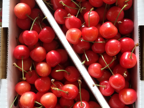 さくらんぼ 山形美人　山形県上山市産　家庭用