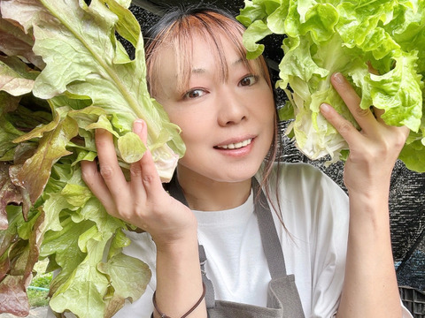 60 信州産｜箱いっぱい！リーフレタス詰め放題
