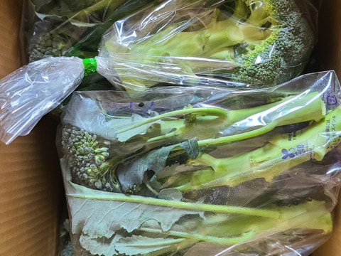 「春季限定」簡単調理でお手軽！ベビーブロッコリー(150g×10p)