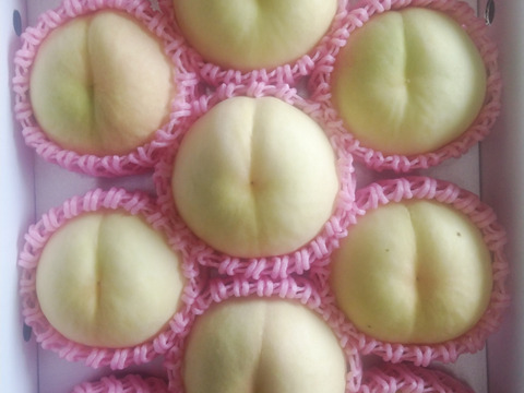 【るみ様ご予約分】【ご家庭用】【朝どれ】【糖度18度数玉入れております】おかやま夢白桃. 4㎏化粧箱でお届け！