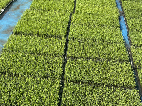 きてらのコシヒカリ🌟令和6年産-島根県・山のお米！！弥栄-白米-5kg-農薬不使用