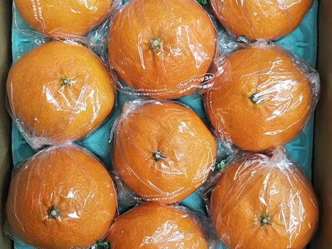 甘平　贈答用袋入り　10玉