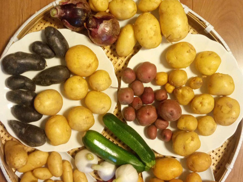 【数量限定】レア系ジャガイモの食べくらべセット（ジャガイモ7〜8品種）