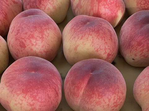 【期間限定！山梨県産桃訳アリ品種いろいろ🍑】すぐ発送！約2キロ！中～特大サイズランダム6～８個！一度食べたら忘れられない  その時期一番おいしい品種をお届け【品種おまかせ】