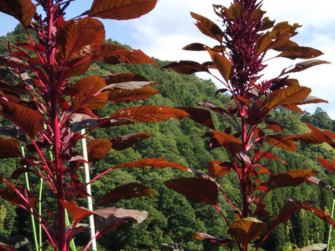 雑穀の中でも特に栄養価が高い！ アマランサス50g　飛騨産