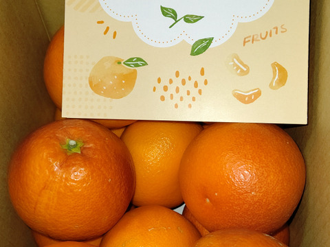 【家庭用】ブラッドオレンジ 3.5kg 鮮やかな赤い果肉！希少柑橘♫愛媛みかん！！