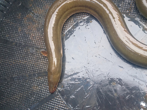 うなぎ 琵琶湖産天然 １尾８５０グラム 滋賀県産 食べチョク 農家 漁師の産直ネット通販 旬の食材を生産者直送