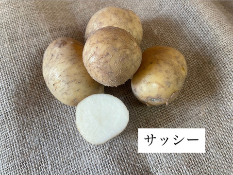 ゴロっと幸せ！食卓の主役★ほくほくジャガイモ！（３〜５種類食べ比べ）1.5kg