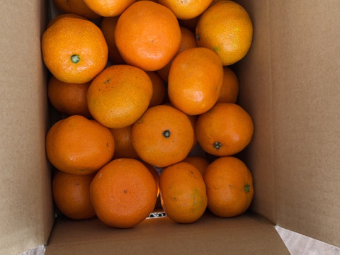 【家庭用】愛媛みかん 2.5kg(小玉サイズ) ひとくちで恋する♡濃い味みかん♪【冬ギフト】