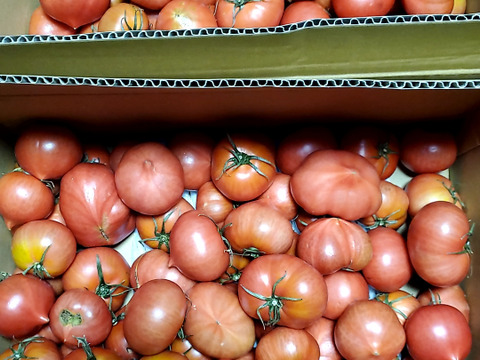 【訳有り品】規格外トマト約10.8キロ