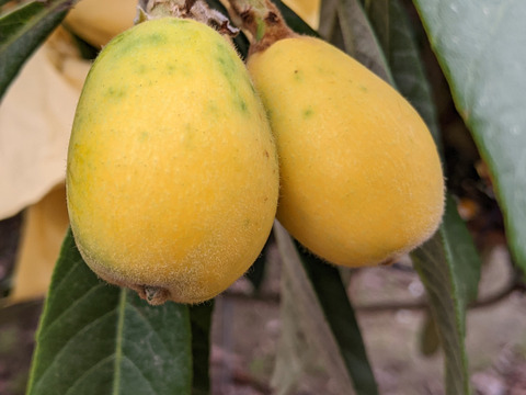 🍋びわ　中玉Lサイズ〜大玉２L～大玉３Ｌサイズ（大きさ不揃い）約５００g（箱込み）