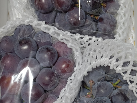 【今季最終】訳あり・ピオーネ🍇  約1.8kg【岡山県産】種なしぶどう【ニューピオーネ】