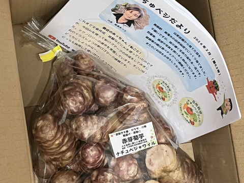 【自然栽培🍀赤芽菊芋（約１kg）】管理栄養士が育てる🧑‍⚕️珍しい赤皮の菊芋・ほのかな甘さとシャキシャキ感・サラダでも加熱でも美味しい！