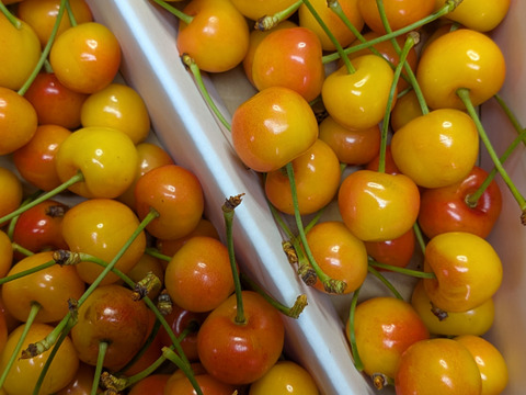 さくらんぼ紅秀峰加工原料1.4kg