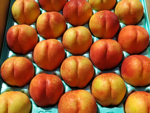 訳あり！大特価　青森県産ネクタリン（豪華5kgセット残りわずか！）