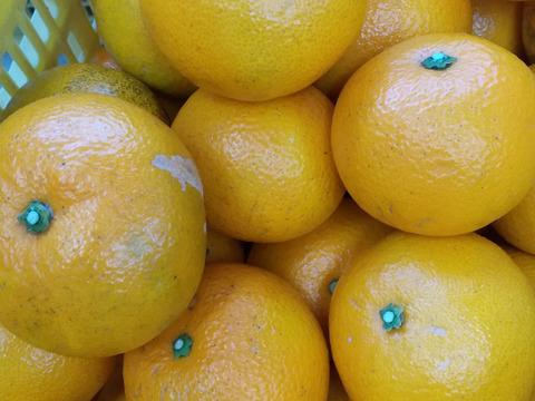 今が旬！果汁たっぷり紅八朔   5キロ