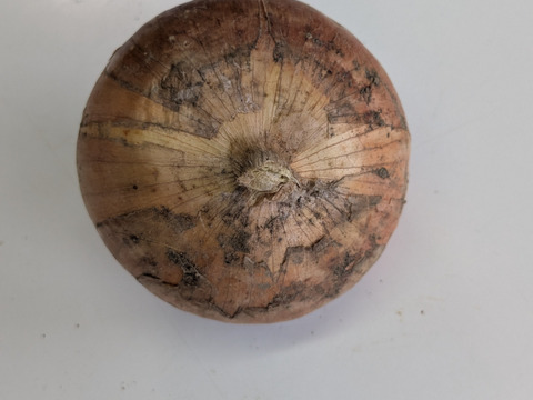 【ニンニク30個（Sサイズ）＋玉ねぎ2個】農薬・化学肥料・除草剤は不使用