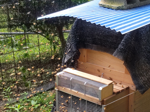 R7.秋の新蜜　西洋蜜蜂のはちみつ
大阪産　キウイ畑の生はちみつ