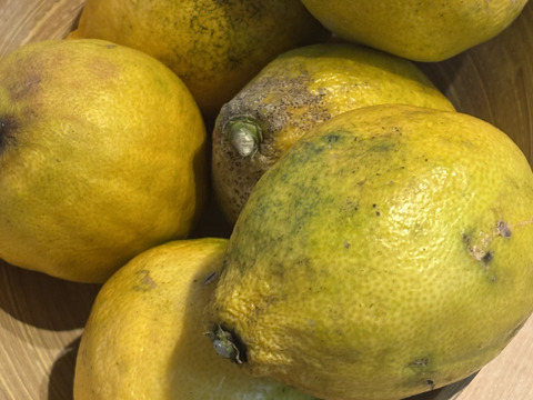 【数量限定！訳あり特価】レモンの王様◆璃の香レモン◆農薬不使用◆2kg