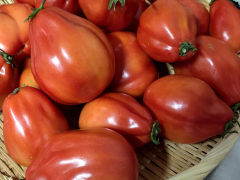 【予約】【牛の心臓トマト3kg】加熱調理で旨味抜群のイタリアン品種！（２０～４０玉）