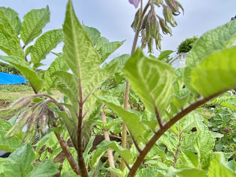 【自然栽培🍀固定種グランドペチカ1kg】毎年種芋を繋いでいます🥔栗やサツマイモに似た甘みがありホクホク、深いコクと風味